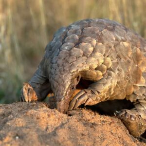 Temminck's pangolin searching for food in dirt