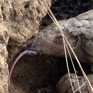 Temminck's pangolin foraging with tongue out