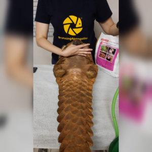 pangolin lying on back on exam table