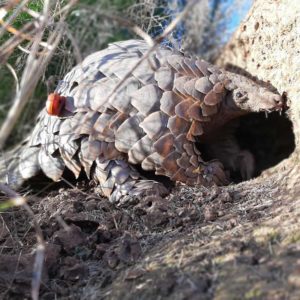 pangolin at entrance to burrow