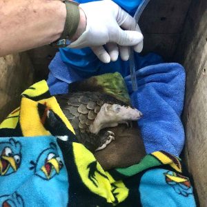 pangolin recovering from anesthesia