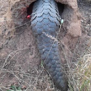 tail of pangolin sticking out from burrow