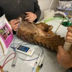 pangolin getting treatment on table