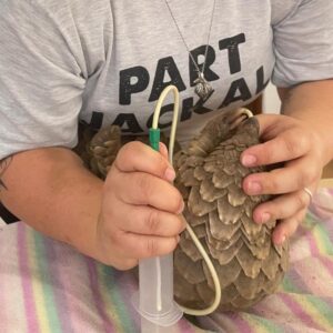 pangolin held on towel to be tube-fed