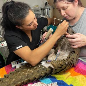 two people working together to tube feed a Temminck's pangolin at a vet hospital