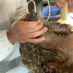 pangolin at vet hospital being held while tube fed
