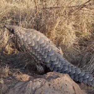pangolin walking outside