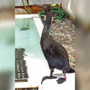 pelagic cormorant standing outside by pool