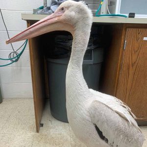 American White Pelican standing by desk