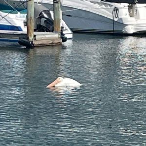 American white pelican floating listlessly in harbor by docks