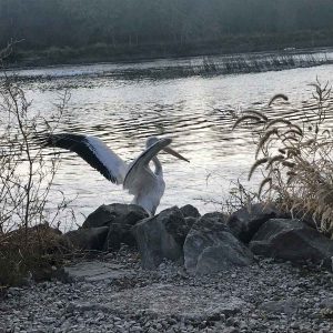 American white pelican released to the wild