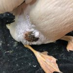 leg injury on pelican