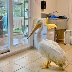 an American white pelican stands inside on tile floor looking out a sliding glass door