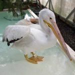 american white pelican standing inside