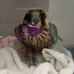 peregrine falcon with bandaged neck and wing standing on towel