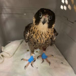 peregrine falcon with bandaged feet standing in carrier