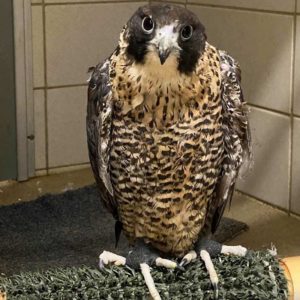 peregrine falcon with bandaged feet standing on perch
