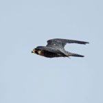 peregrine falcon flying