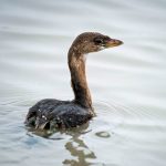 pie-billed grebe in water, side view