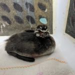 pied-billed grebe sitting on towel in cage