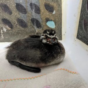 pied-billed grebe sitting on towel in cage