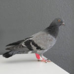 pigeon with bandaged leg standing on table