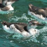 pigeon guillemot swimming in pool with other birds