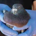 pigeon held in gloved hands