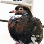 pigeon sitting on perch