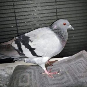 pigeon standing
