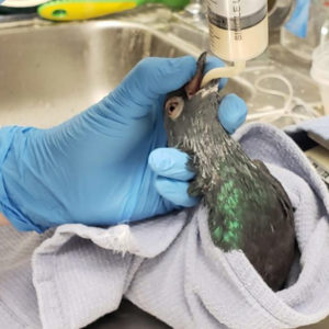 pigeon being tube fed