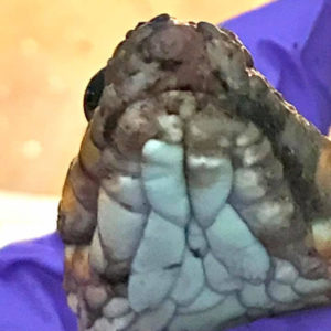 close up of chin of a plain-bellied water snake