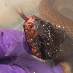 head of plain-bellied water snake surfacing from water