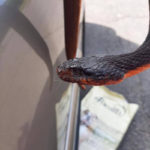 plain-bellied water snake side of head