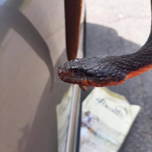 plain-bellied water snake side of head