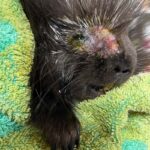 close up on face of young porcupine with eye injury