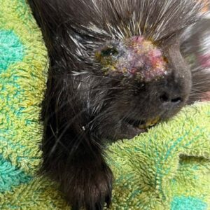 close up on face of young porcupine with eye injury