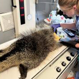 anesthetized North American porcupine on exam table