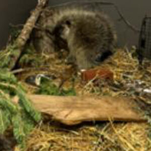 North American porcupine in indoor enclosure