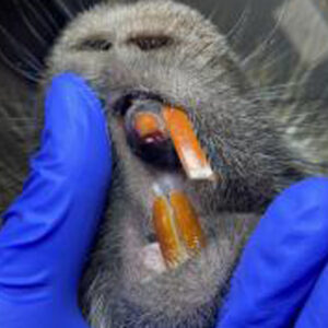 closeup on the incisors of a North American porcupine