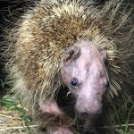 porcupine with sarcoptic mange