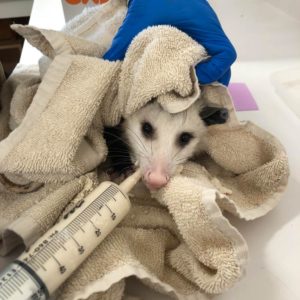 possum wrapped in towel being fed from a syringe