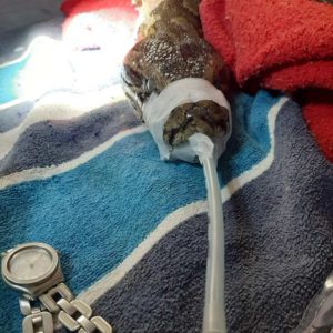 head of Southern African python with anesthesia tube inserted during surgery