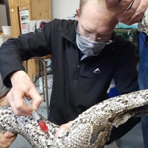 python being tested during care