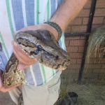 Southern African python held by head and body by hands