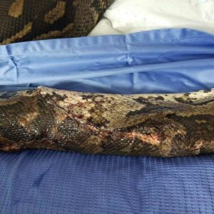 side of Southern African python with wound sutured closed