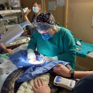 doctor operating on Southern African python