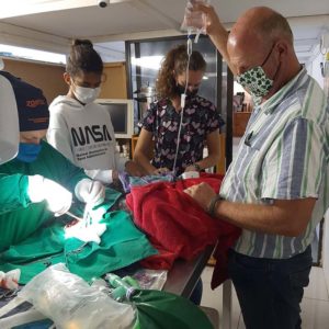 vets and vet techs operating on a Southern African python
