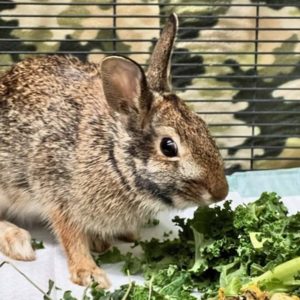 cottontail rabbit looking healthy and eating after getting care