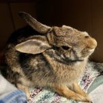 cottontail rabbit showing head tilt from injury